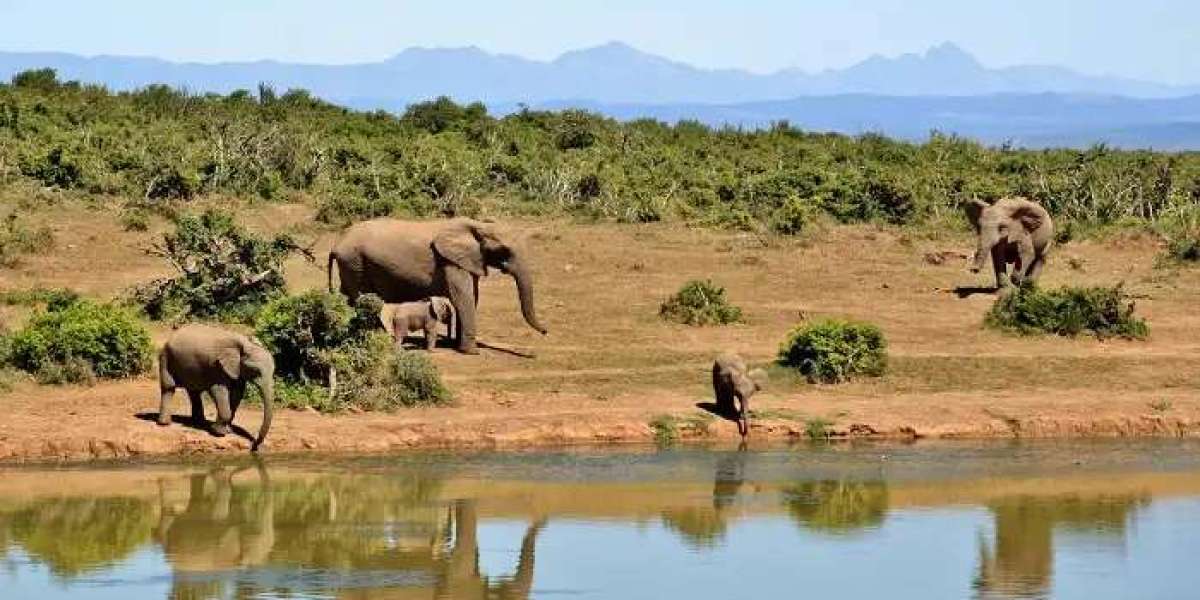 Explore the Untouched Wilderness of Tamor Pingla Wildlife Sanctuary