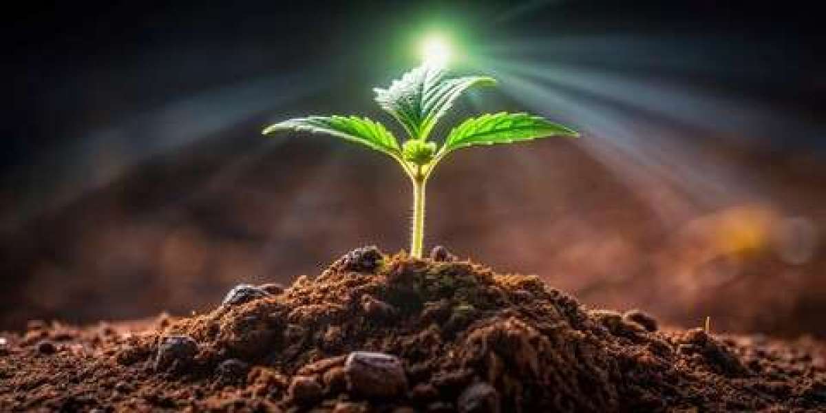 THCa Flower: The Rising Star in the Cannabis Wellness Market
