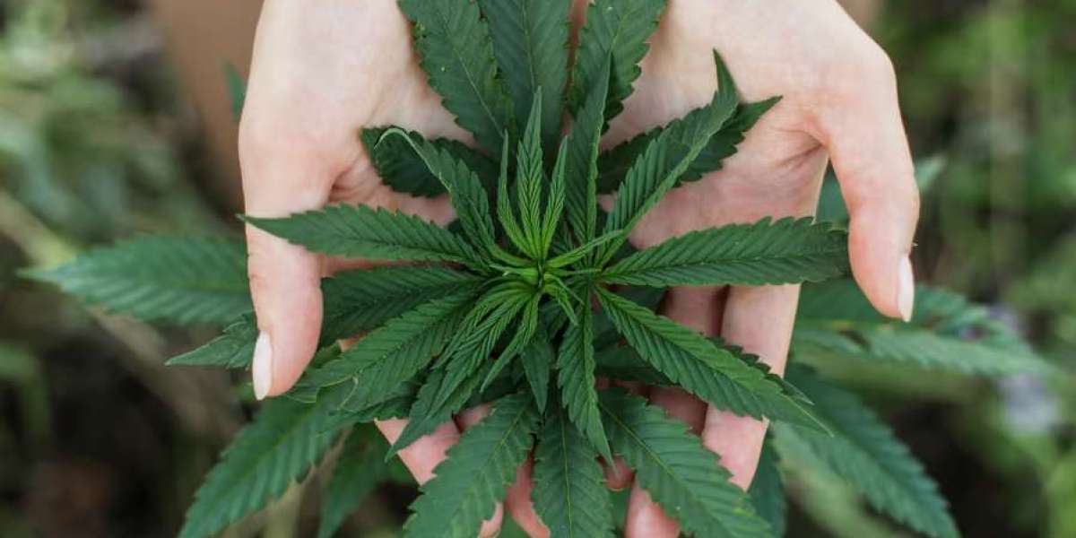7 Proven Ways to Find Medical Marijuana Doctors KY Near Me Successfully