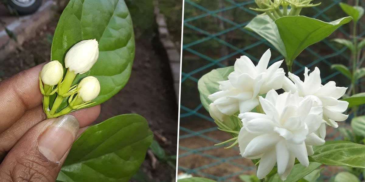 Sambac Jasmine (Arabic Jasmine) – Aromatic Garden Favorite