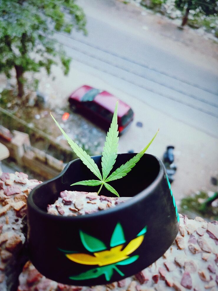 A Local Guide to Get Affordable Canna in Albany