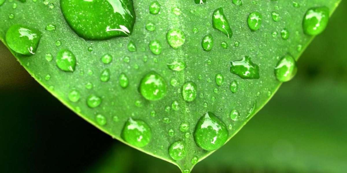 Understanding the Dew Point Calculator | A Comprehensive Guide