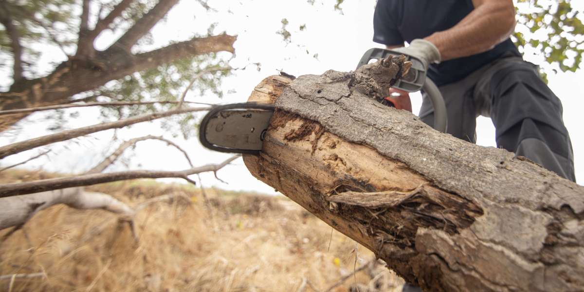 4TH Generation Tree: A Legacy of Tree Care Rooted Across America