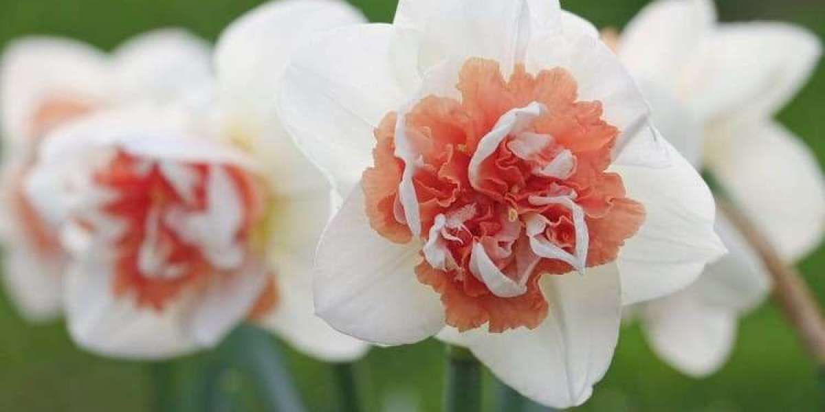 October Birth Flower Facts: Learn About Marigold & Cosmos