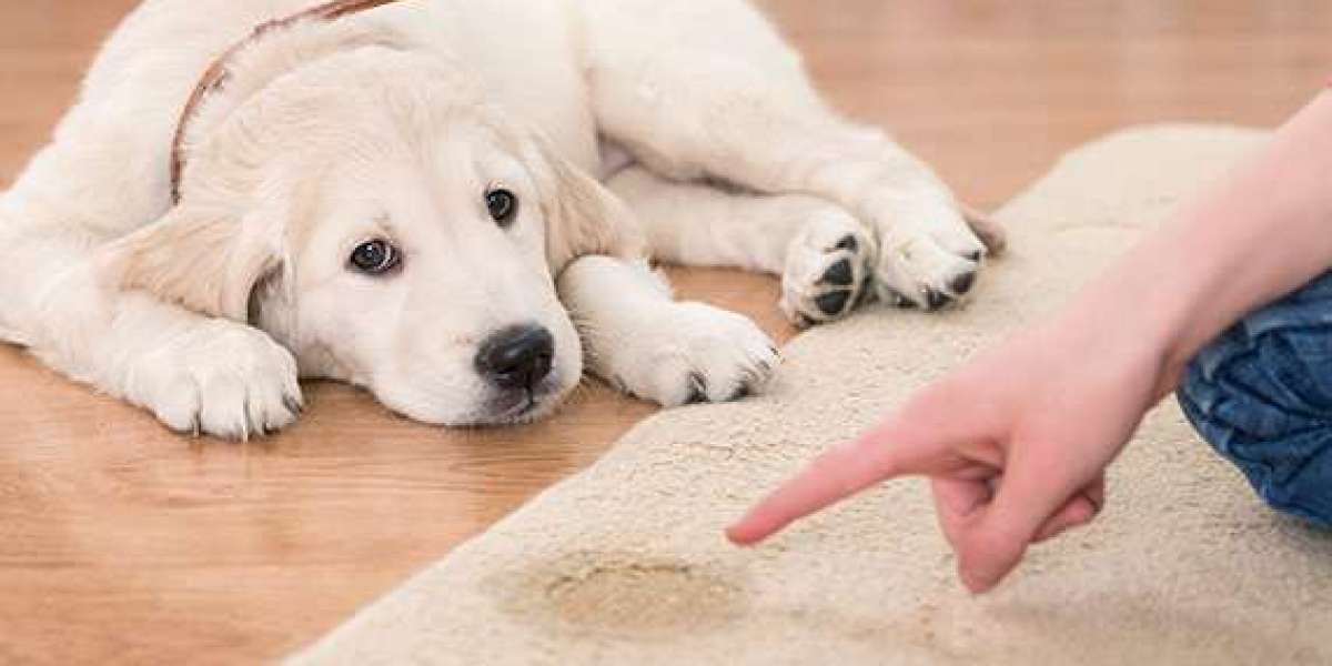 Pet Stain Removal Services Topeka, KS: Restore Your Carpets with Expert Care