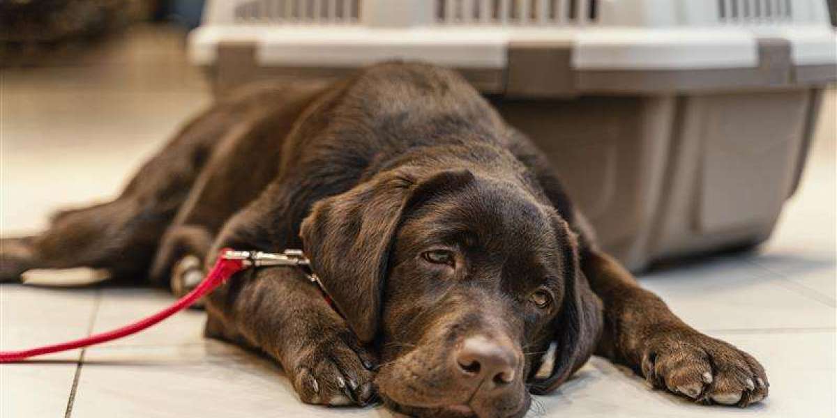 Internal Bleeding in Pets: How to Recognize and Respond Quickly